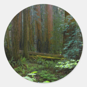 Reuzensequoia's in Muir Woods National Park Ronde Sticker