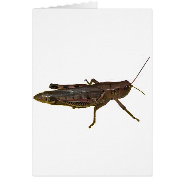 reuzensprinkhaan (Voorkant)