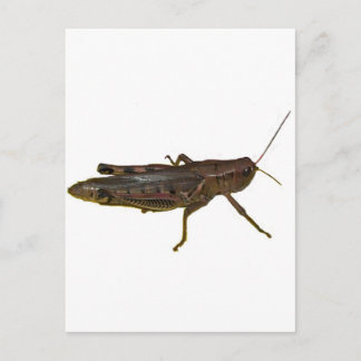 reuzensprinkhaan briefkaart