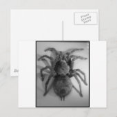 Reuzenvogeleetspin Briefkaart (Voorkant / Achterkant)