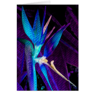 Rêve tropical