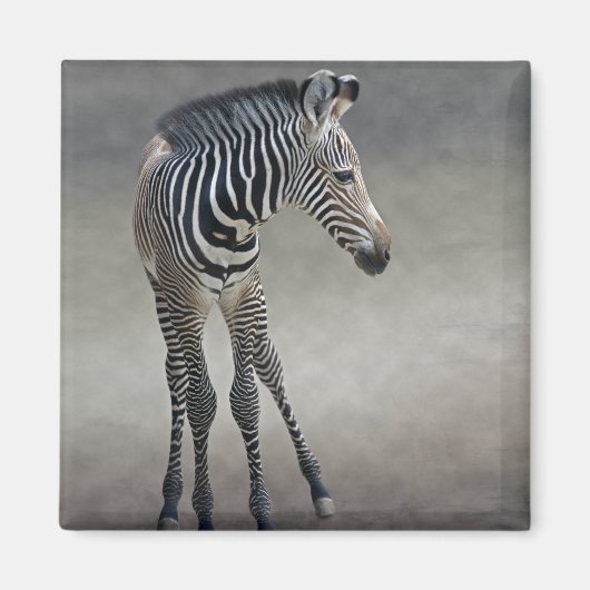 Rêves en noir et blanc Magnet (Devant)
