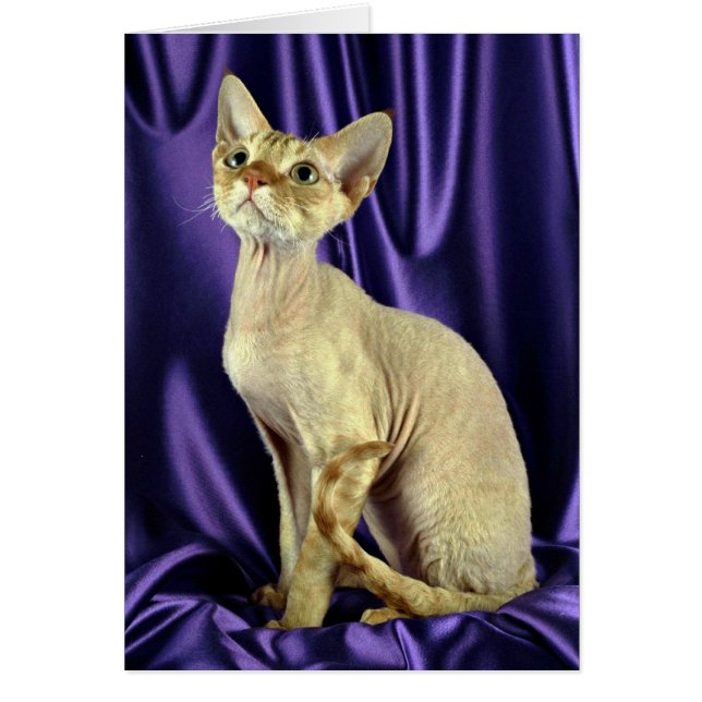 Rex, Devon, tabby rouge (Devant)