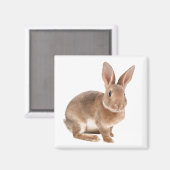Rex Rabbit Magneet (Voorkant / Achterkant)