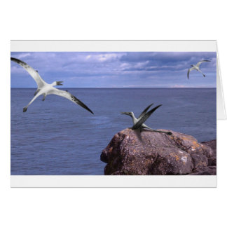 Rhamphorhynchus Blank