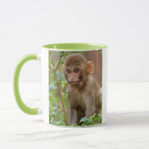 Rhesus-aapbaby, apentempel, Jaipur Mok
