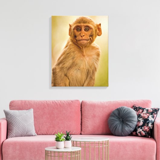 Rhesus Macaque Baby (Macaca Mulatta) | Sariska Canvas Afdruk (Insitu (Woonkamer))