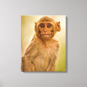 Rhesus Macaque Baby (Macaca Mulatta) | Sariska Canvas Afdruk (Voorkant)