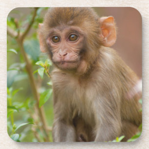 Rhesus Monkey Baby, Monkey Temple, Jaipur Bier Onderzetter