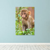 Rhesus Monkey Baby, Monkey Temple, Jaipur Canvas Afdruk (Insitu (Houten vloer))