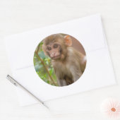 Rhesus Monkey Baby, Monkey Temple, Jaipur Ronde Sticker (Envelop)