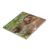 Rhesus Monkey Baby, Monkey Temple, Jaipur Tegeltje (Zijkant)