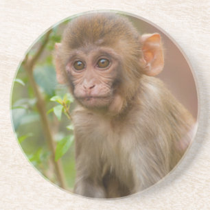 Rhesus Monkey Baby, Monkey Temple, Jaipur Zandsteen Onderzetter