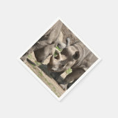 Rhinamiekduo Servet (Hoek)