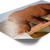 Rhino avec boue sur la peau photo (Coin)