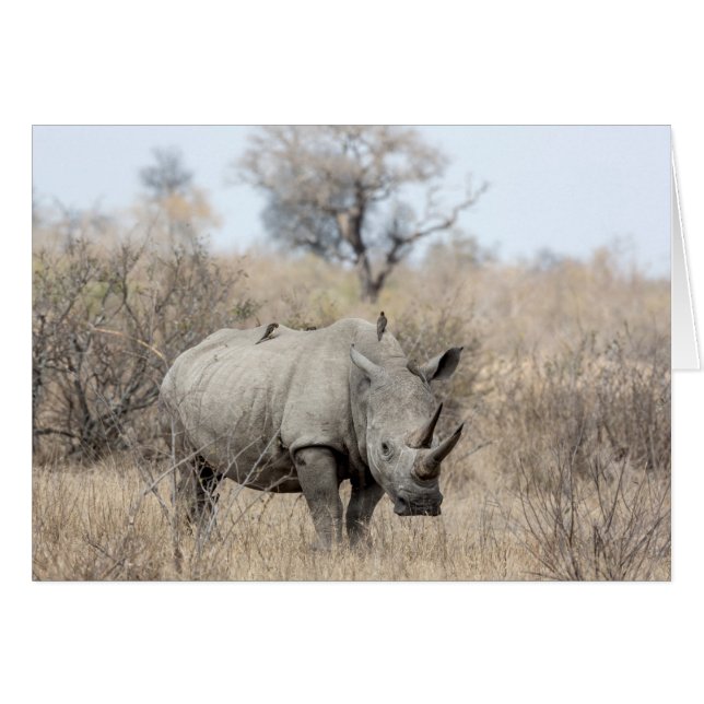 Rhino blanc (Devant Horizontal)