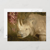 Rhino Briefkaart (Voorkant / Achterkant)