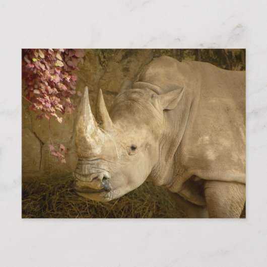 Rhino Briefkaart (Voorkant)