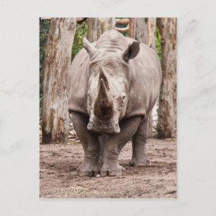 Rhino Briefkaart