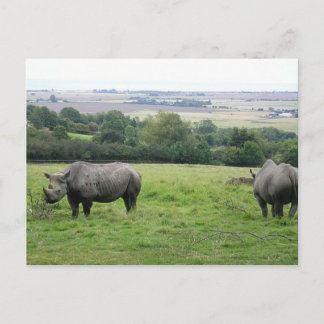 rhino briefkaart