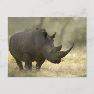 Rhino Briefkaart