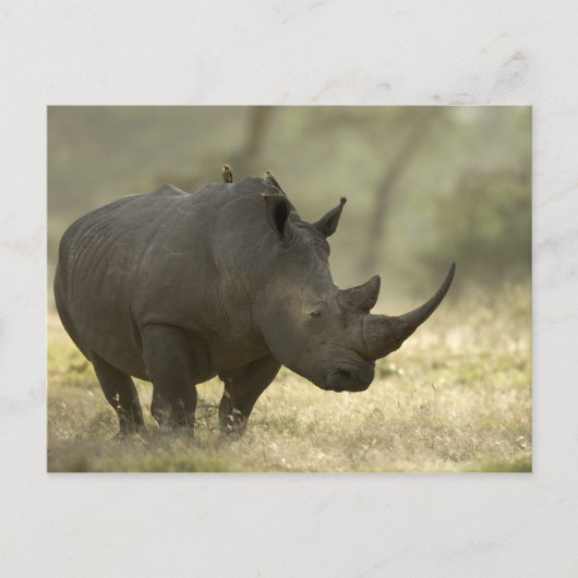 Rhino Briefkaart (Voorkant)