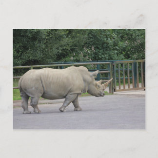 Rhino Briefkaart