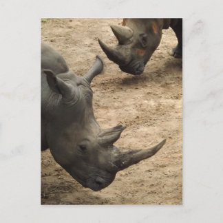 Rhino Briefkaart