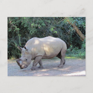 Rhino-Briefkaart Briefkaart