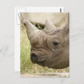 Rhino close-up briefkaart (Voorkant / Achterkant)