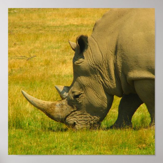 Rhino-fotoafdrukken Poster (Voorkant)