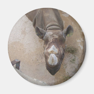 Rhino in de San Antonio Zoo Magneet