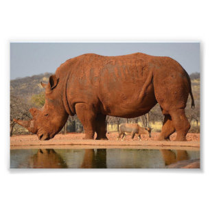 Rhino met modder op de huid foto afdruk
