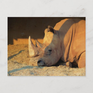 Rhino op zonsondergang briefkaart