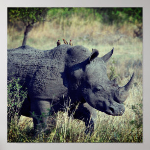 Rhino Poster