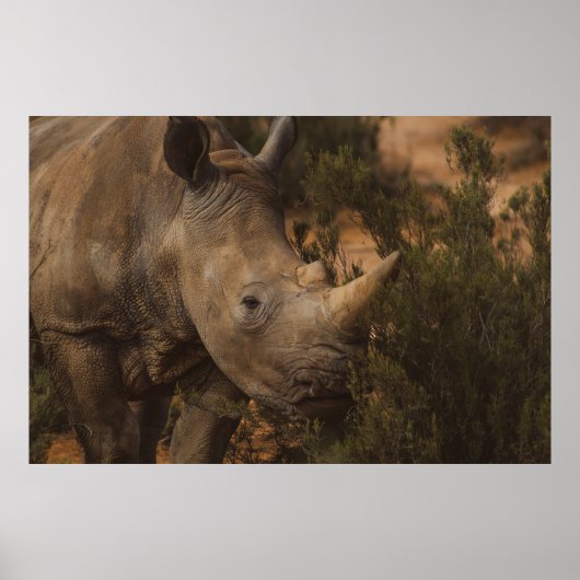 RHINO WILDE DIEREN POSTER (Voorkant)