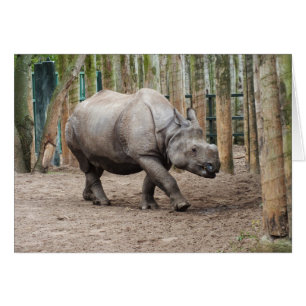 rhinocéros à une corne