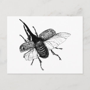 Rhinoceros Beetle  Hout Engraving Briefkaart