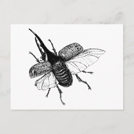 Rhinoceros Beetle Hout Engraving Briefkaart (Voorkant)