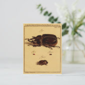 Rhinoceros Beetles Briefkaart (Staand voorkant)