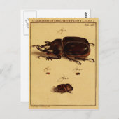 Rhinoceros Beetles Briefkaart (Voorkant / Achterkant)