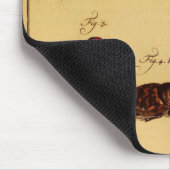 Rhinoceros Beetles Muismat (Hoek)