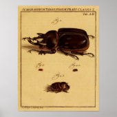 Rhinoceros Beetles Poster (Voorkant)