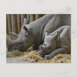 Rhinoceros   briefkaart