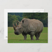 Rhinoceros briefkaart (Voorkant / Achterkant)