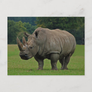 Rhinoceros briefkaart