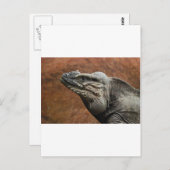 Rhinoceros Iguana Briefkaart (Voorkant / Achterkant)