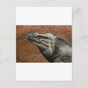 Rhinoceros Iguana Briefkaart