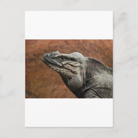 Rhinoceros Iguana Briefkaart (Voorkant)