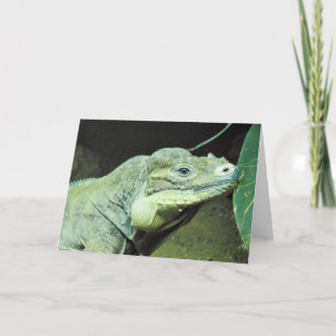 Rhinoceros Iguana Kaart